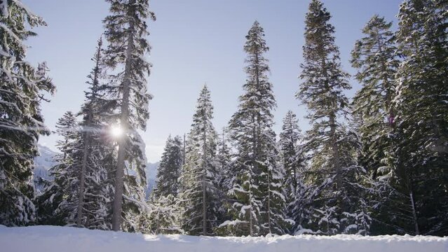 Beautiful view of winter sunny day in mountains hidden behind tall snow-covered coniferous trees. A thick blanket of sparkling snow covering ground. Tahoma. High quality 4k footage