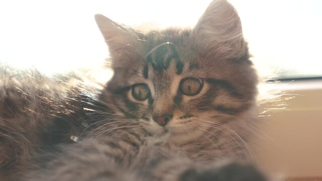 kitten portrait close-up. pet family care care concept. cute gray fluffy kitten looks at the camera on the background of window glare of the sun close-up. young lifestyle cat lies resting portrait