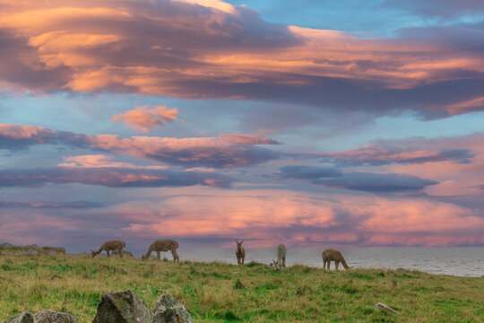 The alpaca is a South American domesticated camel that is adaptable and settles in well