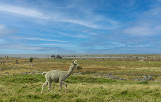 The alpaca is a South American domesticated camel that is adaptable and settles in well