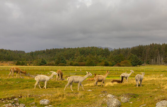 The alpaca is a South American domesticated camel that is adaptable and settles in well