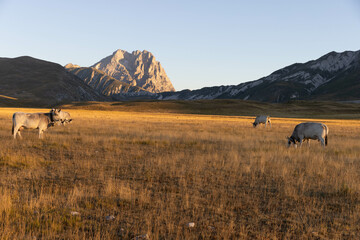 Gran Sasso at sunrise