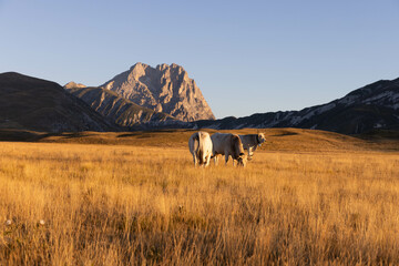 Obraz premium Gran Sasso at sunrise