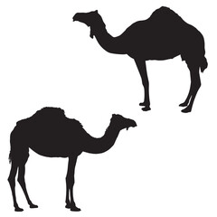 Camel Silhouette Vector Illustration