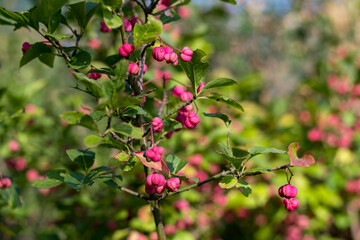 Pink berries of the spindle tree. Picture taken in a forest in autumn.