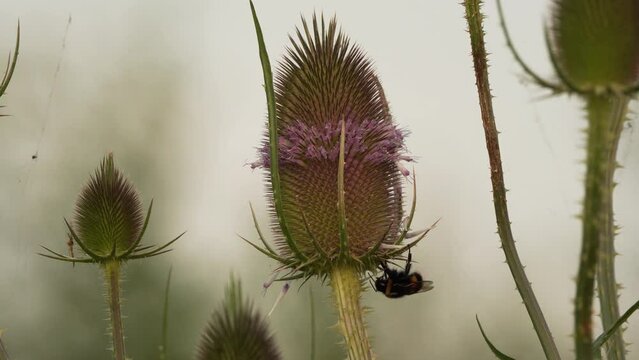 A bumblebee hanging on the flower of a teasel