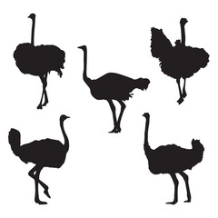 Set of Ostrich Vector Silhouette