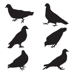 Pigeon Silhouette Vector Illustration