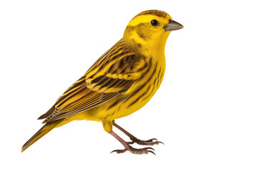 Solo Yellowhammer Portrait on transparent background