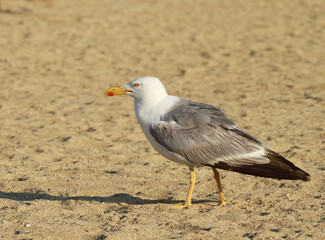go&eacute;land  qui crie