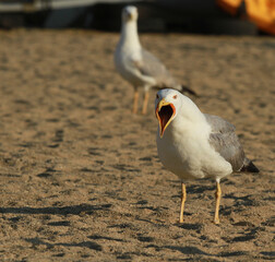 go&eacute;land  qui crie