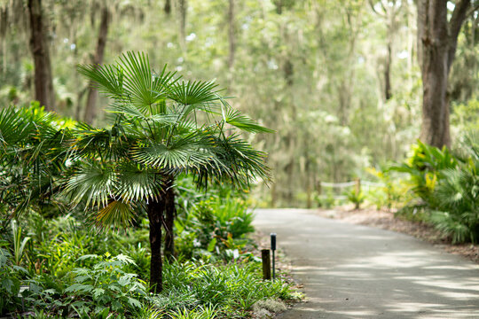A Windamere Palm