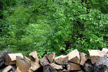 Wood Pile Split Firewood Logs in Deep Green Forest