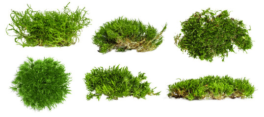 Set. different shape options. There is a lot of forest moss on an empty background. PNG - obrazy, fototapety, plakaty