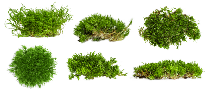 Set. different shape options. There is a lot of forest moss on an empty background. PNG