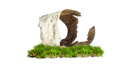 Birch bark and forest moss a lot on an empty background. PNG