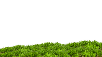 Forest moss on an empty background. PNG