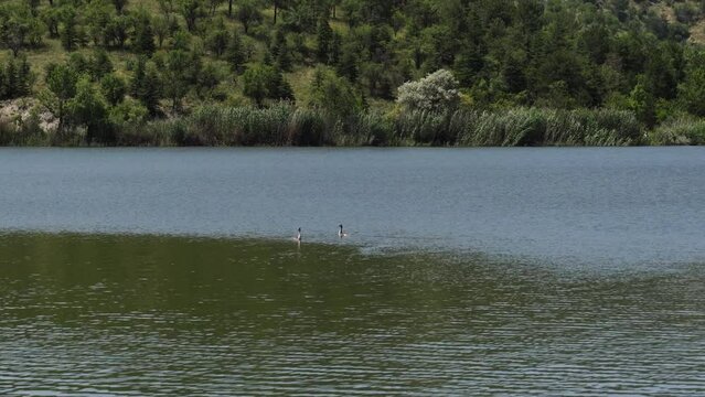 A couple of Bird Great Crested Grebe swim in Lake Eymir, Ankara, Turkey