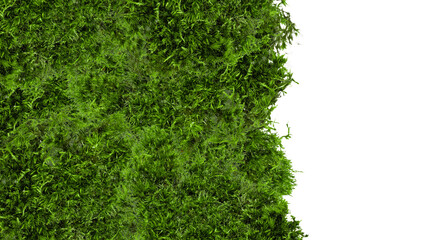 There is a lot of forest moss on an empty background. PNG