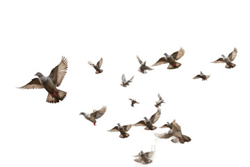 Fototapeta premium A Pigeon Airborne Journey on isolated background