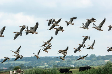 Greylag geese on Pevensey marsh