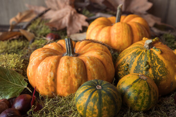 beautiful orange and green pumpkins on moss with leaves and chestnuts, ideal for eating, decorating and halloween