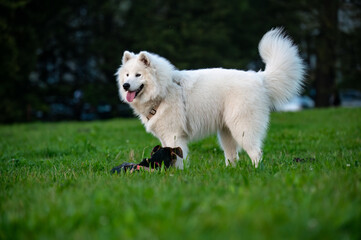white dog on grass