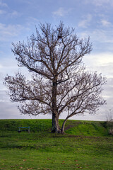 Obraz premium Leafless tree and a wooden bench on the grass on an autumn afternoon