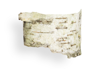 Birch bark is beautifully shaped. On an empty background. PNG