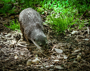 European otter, Lutra lutra