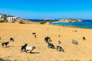 Picturesque rural landscape of Lipsi island, Dodecanese, Greece