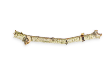 Birch branch of a curved beautiful shape. On an empty background. PNG