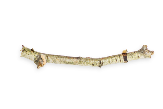 Birch branch of a curved beautiful shape. On an empty background. PNG