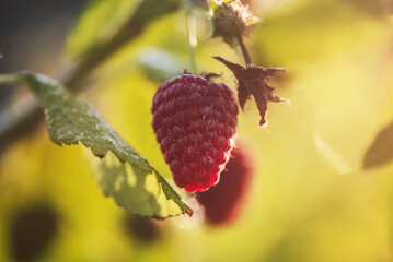 Raspberry berries in sunlight on a bush. Red ripe raspberries grow.