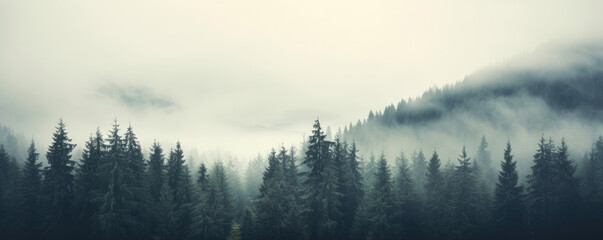 Misty landscape with fir forest - obrazy, fototapety, plakaty