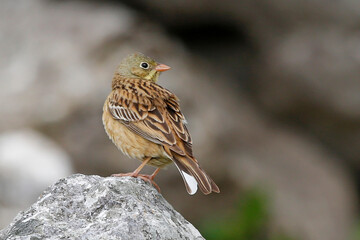 Ortolan Bunting 2, Dinaric Alps, Herzegovina.