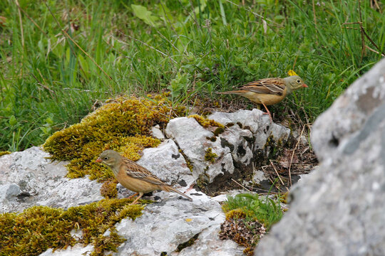 Pair of Ortolan Buntings, Dinaric Alps, Herzegovina.