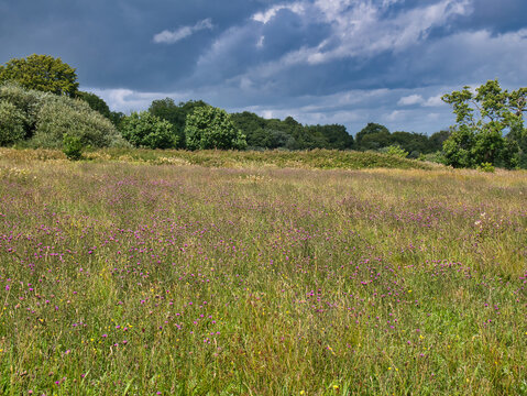 A deserted field of wild flowers in Wales, UK. Taken on a sunny day in summer.