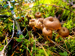 Beautiful edible funnel chantarelle mushrooms growing in green moss forest in crisp autumn day