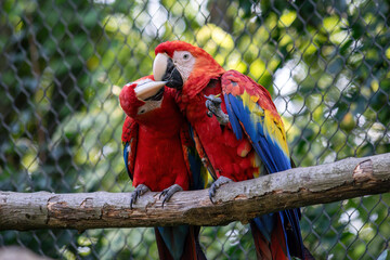 Two colorful macaws sit on a tree and play with their beaks. A bird with colorful iridescent...