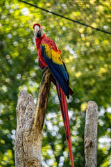 A colorful macaw sits in the forest on a tree and looks ahead. A bird with colorful iridescent feathers.