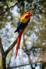 A colorful macaw sits in the forest on a tree and looks ahead. A bird with colorful iridescent feathers.