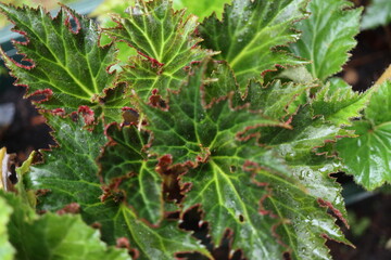 Begonia dwukolorowa Marmorata © Perovskia
