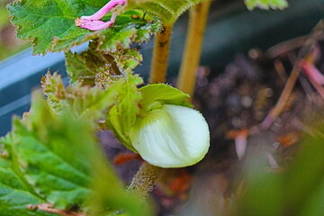 Begonia dwukolorowa Marmorata © Perovskia
