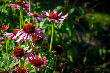 Echinacea Flowers or Coneflower flowers in a garden with copy space