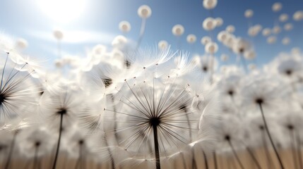 dandelion in the sky