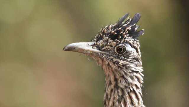 Slow motion close up video of a roadrunner looking back and forth while it hunts with an out of focus tree in the background.