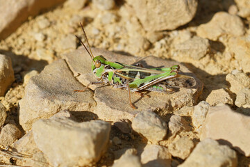 Closeup on the Mediterranean Handsome grasshopper, Oedaleus decorus