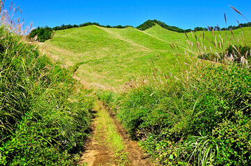 道志山塊の高座山　夏の草原
