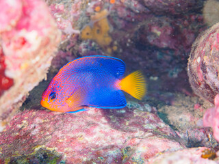 ヒリゾ浜の美しいレンテンヤッコ（キンチャクダイ科）の幼魚他。

静岡県伊豆半島賀茂郡南伊豆町中木から渡し船で渡るヒリゾ浜にて。
2023年9月29日水中撮影。
